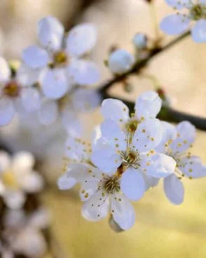 Cherry Plum / Prunier Myrobolan (Fleur de Bach N°6)