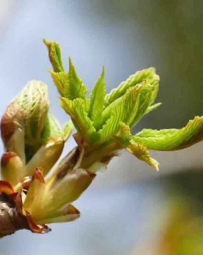 Chestnut Bud / Marronnier d’Inde (Fleur de Bach N°7)
